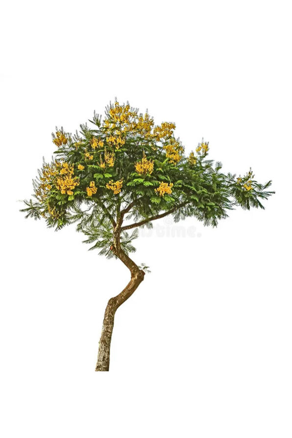 acacia-f-blanco-155602833