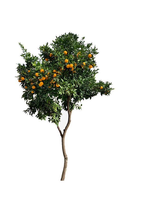 naranja-fb1