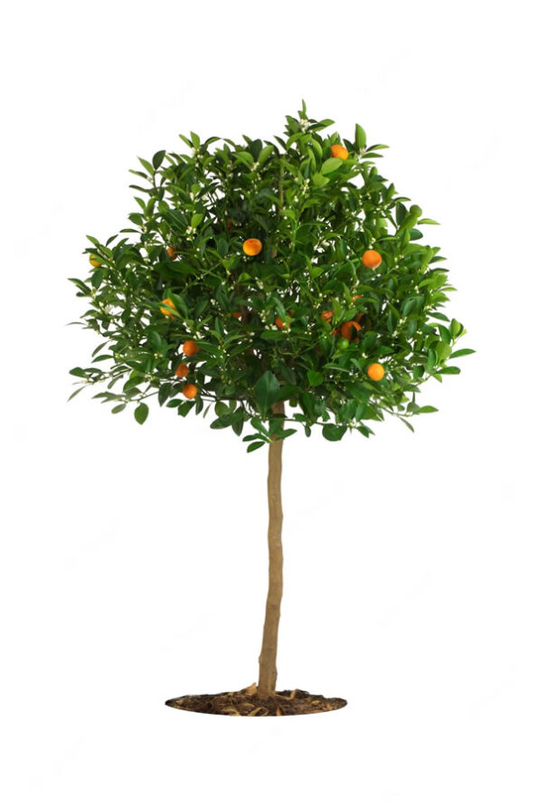 naranja-fb3