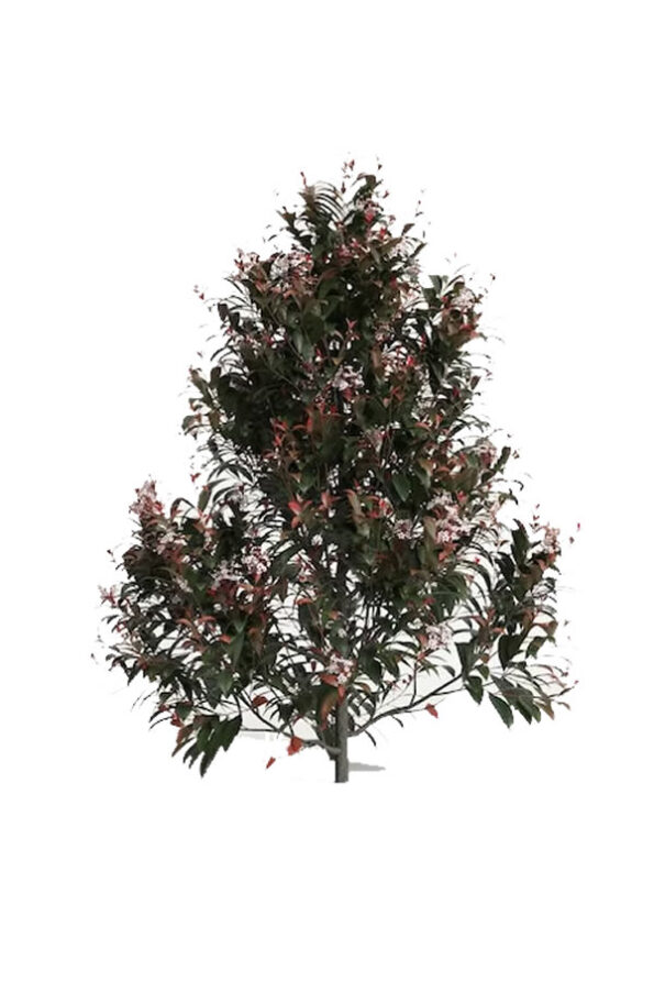 photinia-fb-4