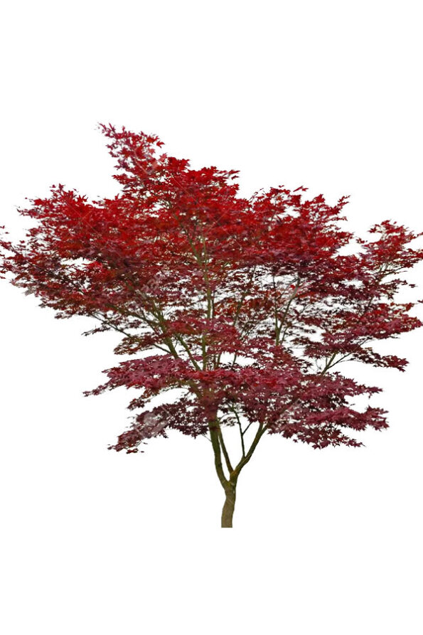 acerPalmatum-gb2