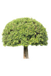 buxus-fb-2