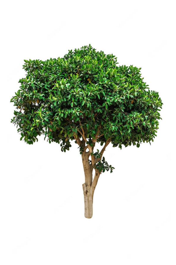 ficus-gb1