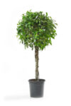 ficus-gb1