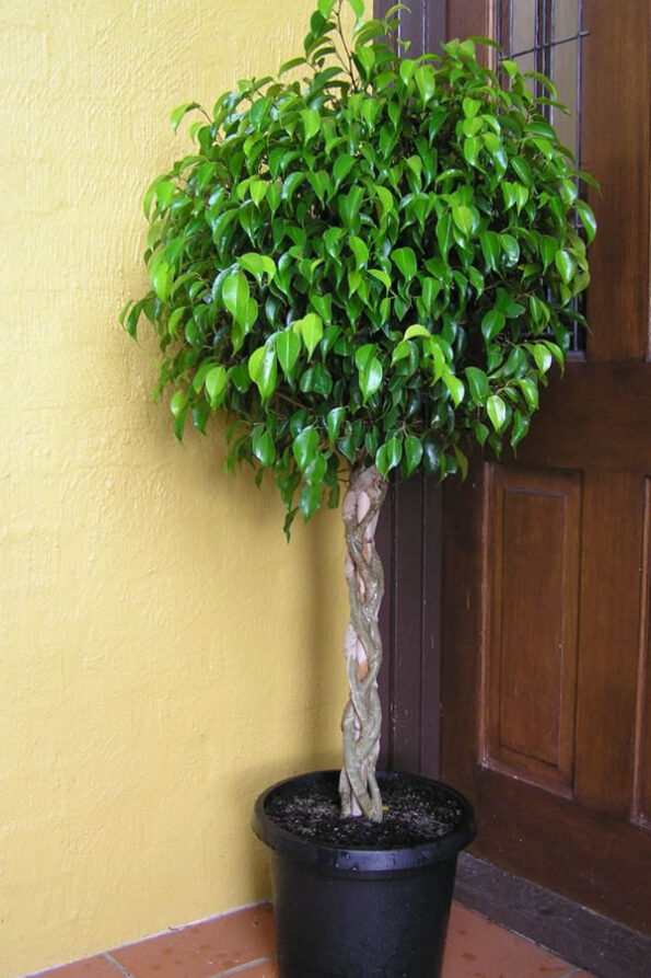 ficus-gb6