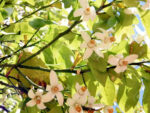 pomelo-fb-1