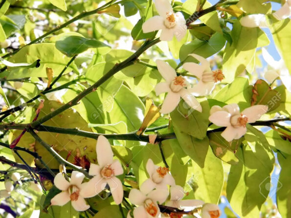 flor-pomelo-2