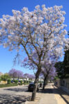 jacaranda-gb2