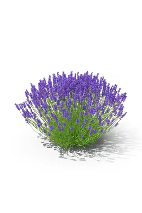 lavanda-1