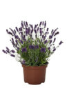 lavanda-1