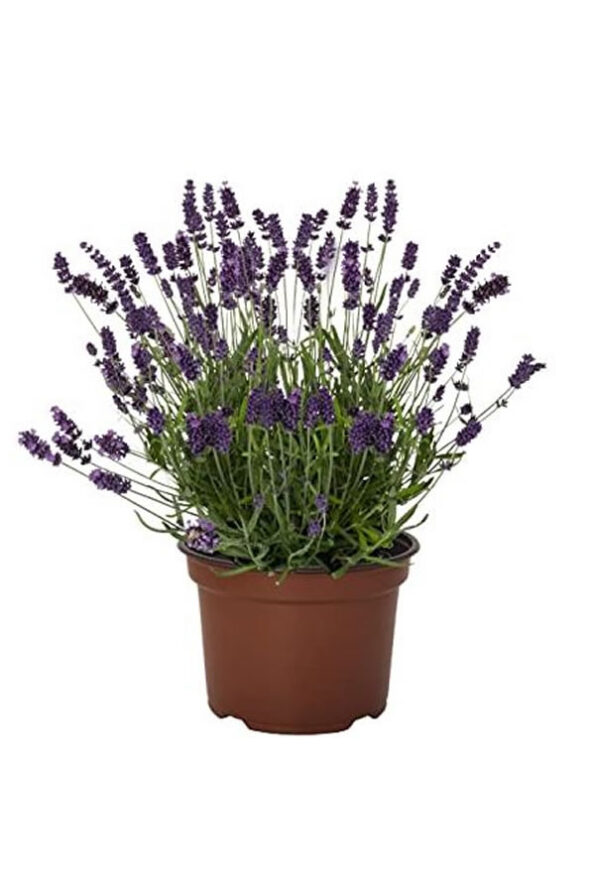 lavanda-2