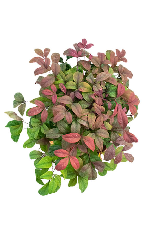 nandina-1