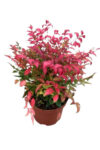 nandina-1