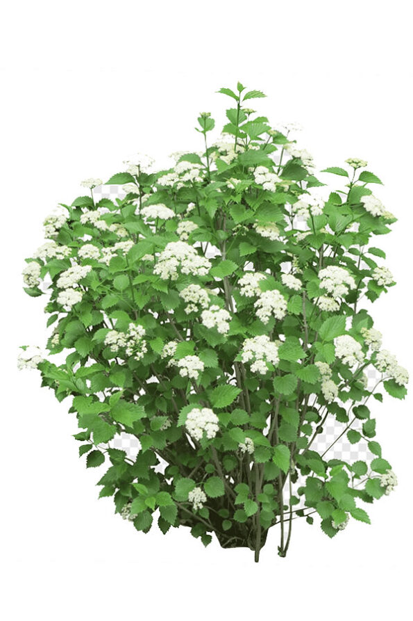 oleatexanum-3