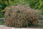 cotoneaster-1