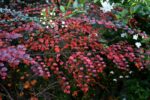 cotoneaster-1