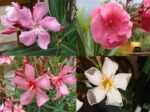 laurel-flor-fb1