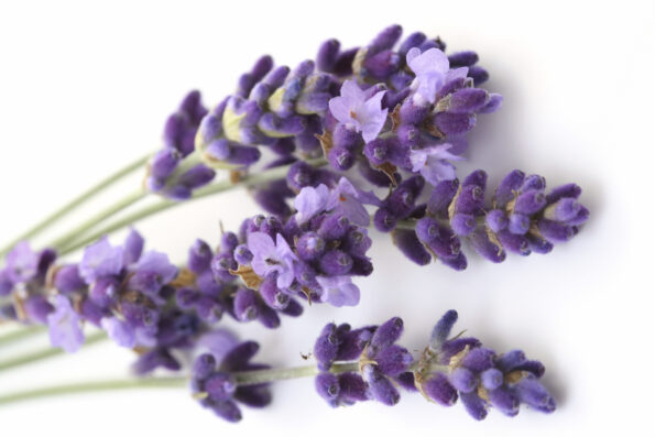 lavender