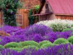 lavanda-1