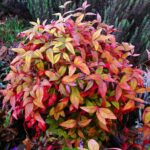 nandina-1