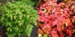 nandina-1