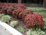 nandina-1