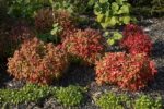 nandina-1