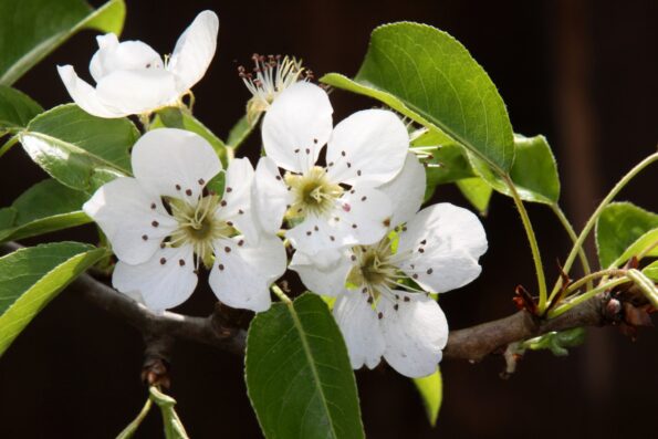 Las flores de la pera