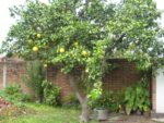 pomelo-fb-1