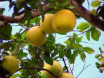 pomelo-fb-1