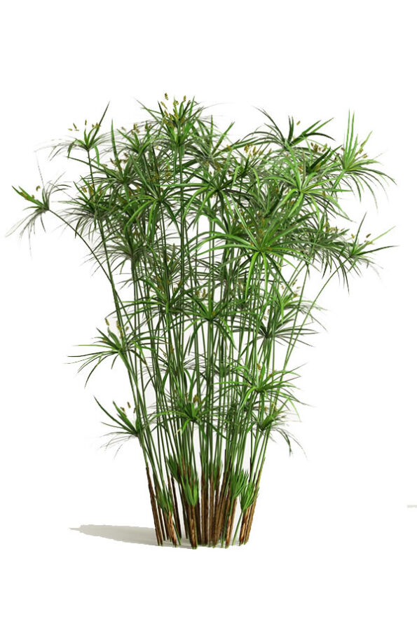 papiro-fb-2