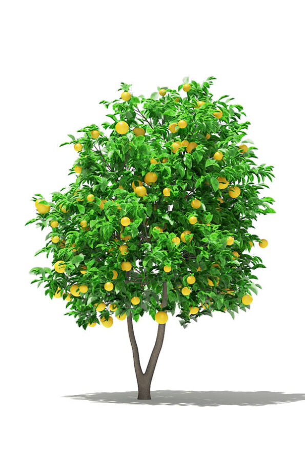 pomelo-fb-1