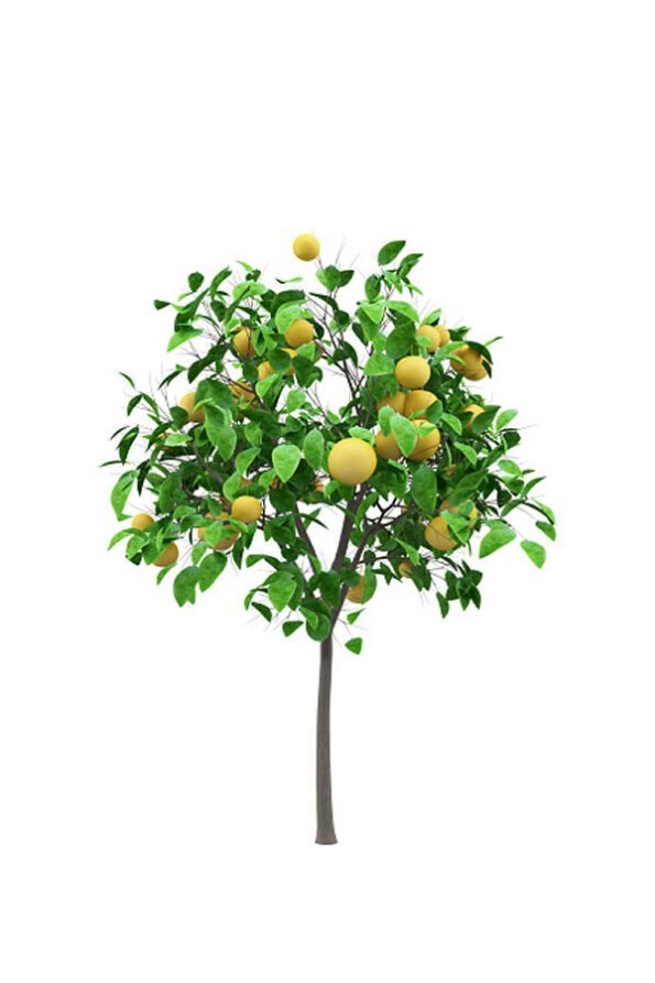 pomelo-fb-2