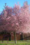 prunus-fb5