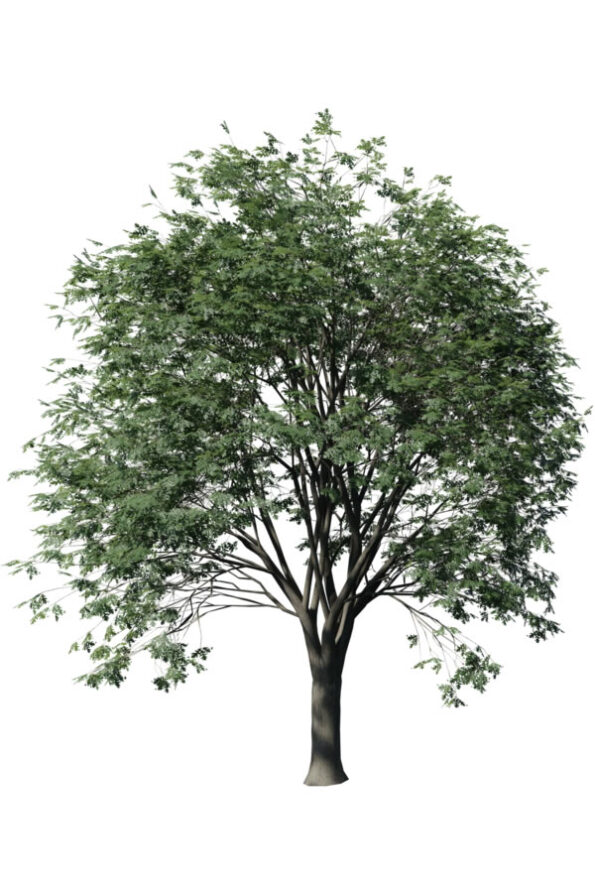 roble-gb1