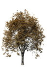 roble-gb1