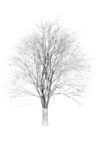 roble-gb1