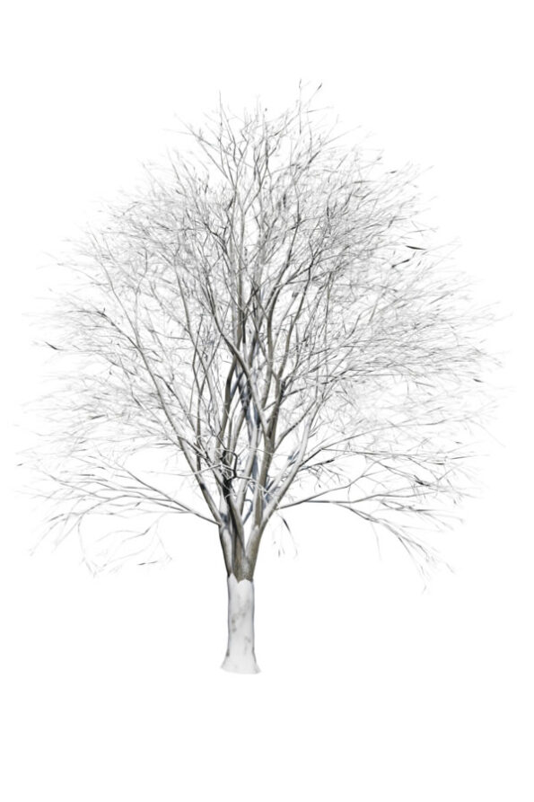 roble-gb3
