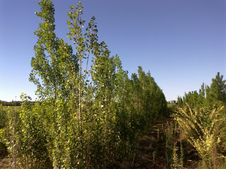 alamos_piramidales